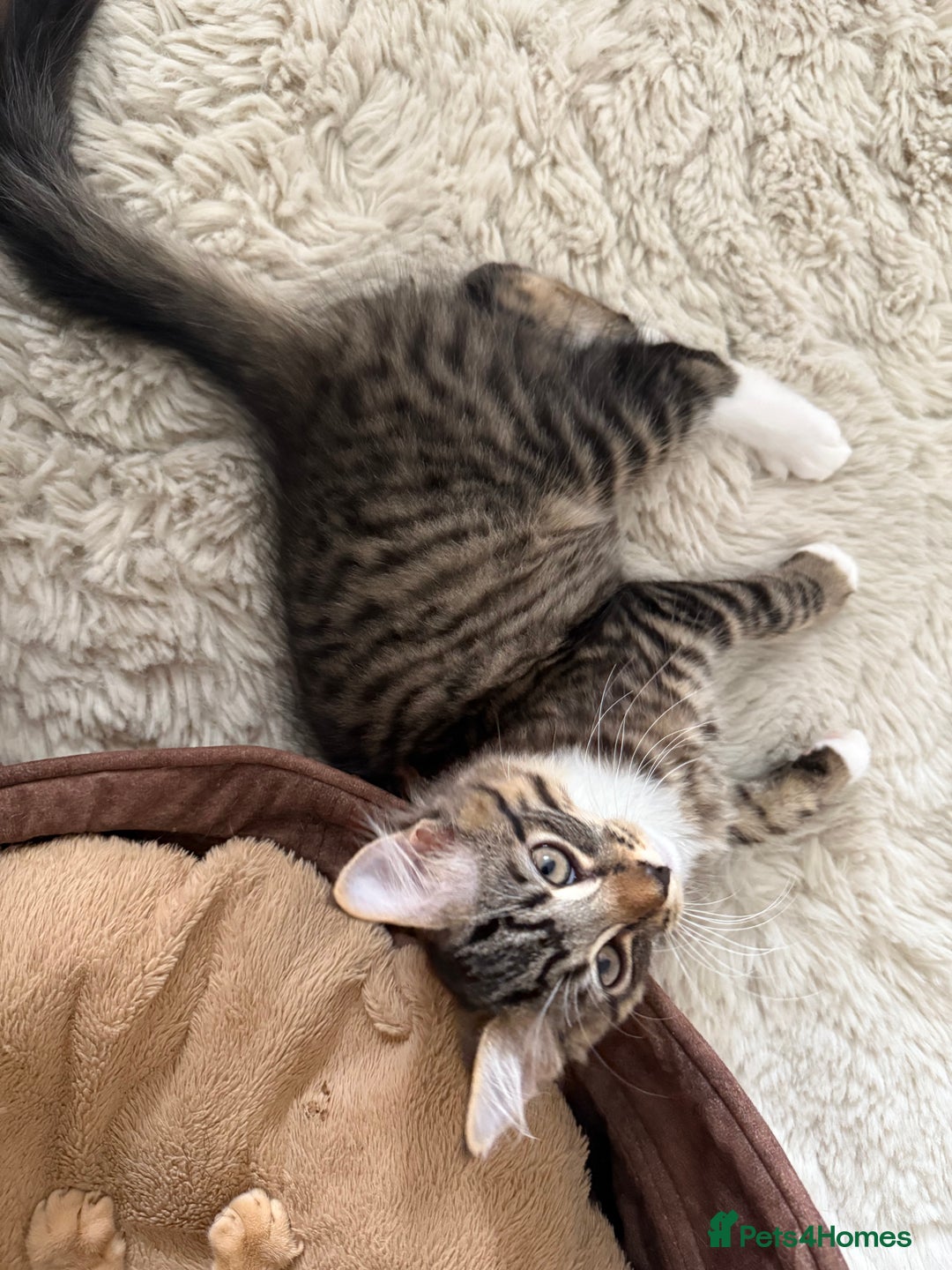 Mixed Breed cats for sale: 1 BEAUTIFUL KITTEN LEFT - 1 BOY! - Image 25