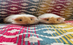 Guinea Pig rodents for sale: Baby guinea pigs - Image 2