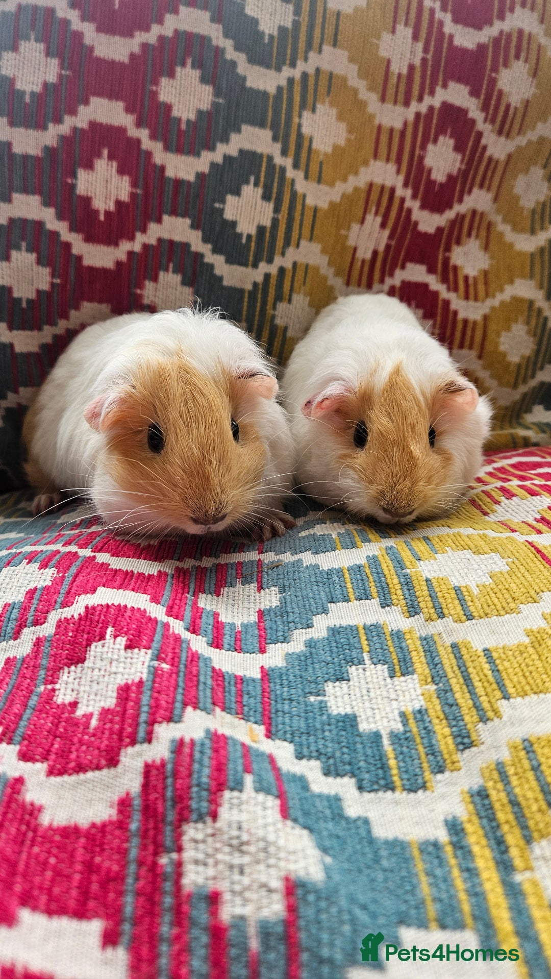 Guinea Pig rodents for sale: Baby guinea pigs - Image 2