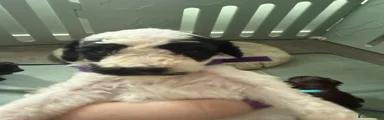 Cockapoo 1