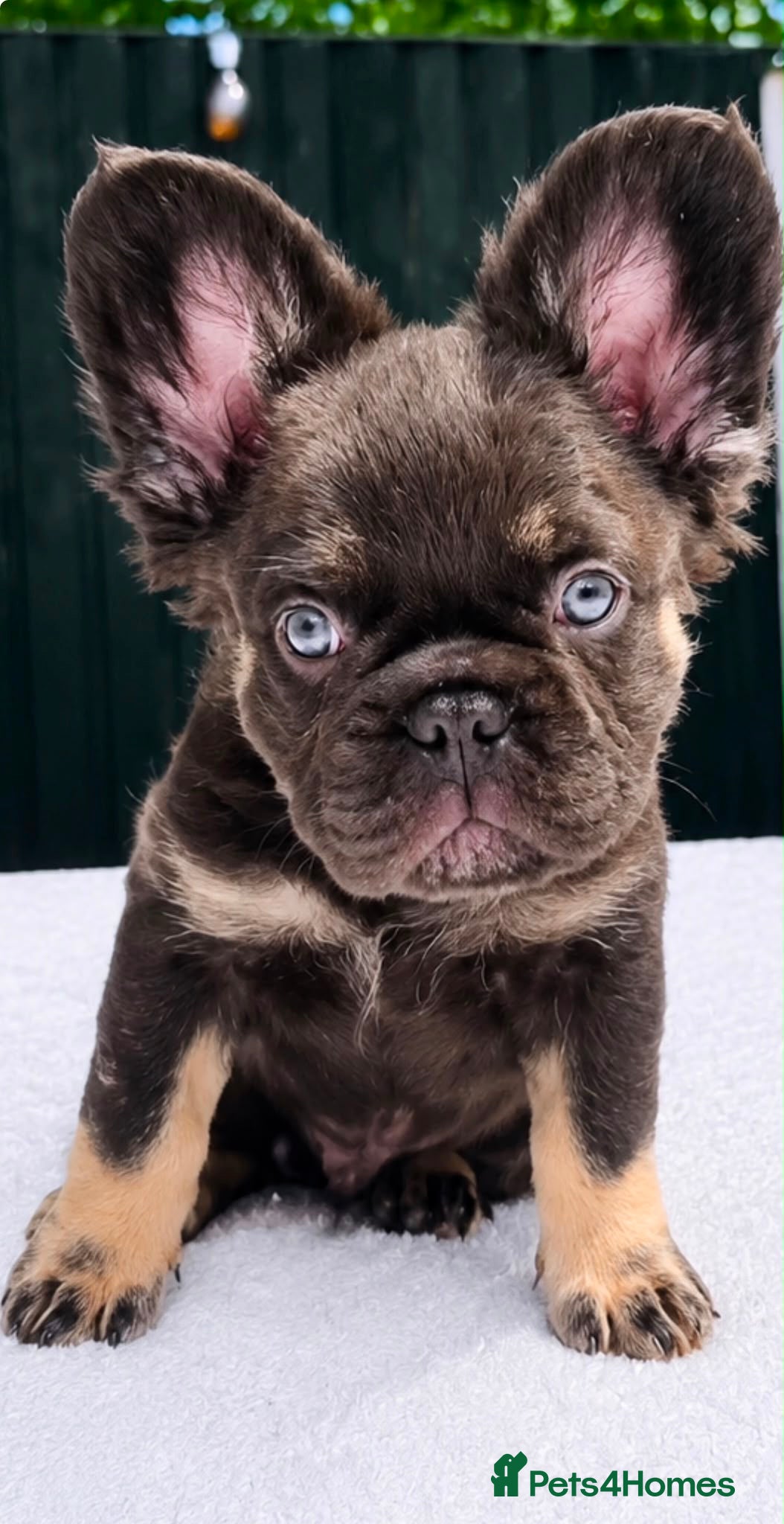 French Bulldog dogs FRENCH BULLDOGS FLUFFY & FLUFFY CARRIER - READY  - Advert 7