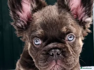 French Bulldog dogs FRENCH BULLDOGS FLUFFY & FLUFFY CARRIER - READY - Advert 7