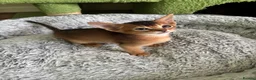 Abyssinian cats for sale: TICA 5* pedigree Abyssinian Kittens  - Advert 20