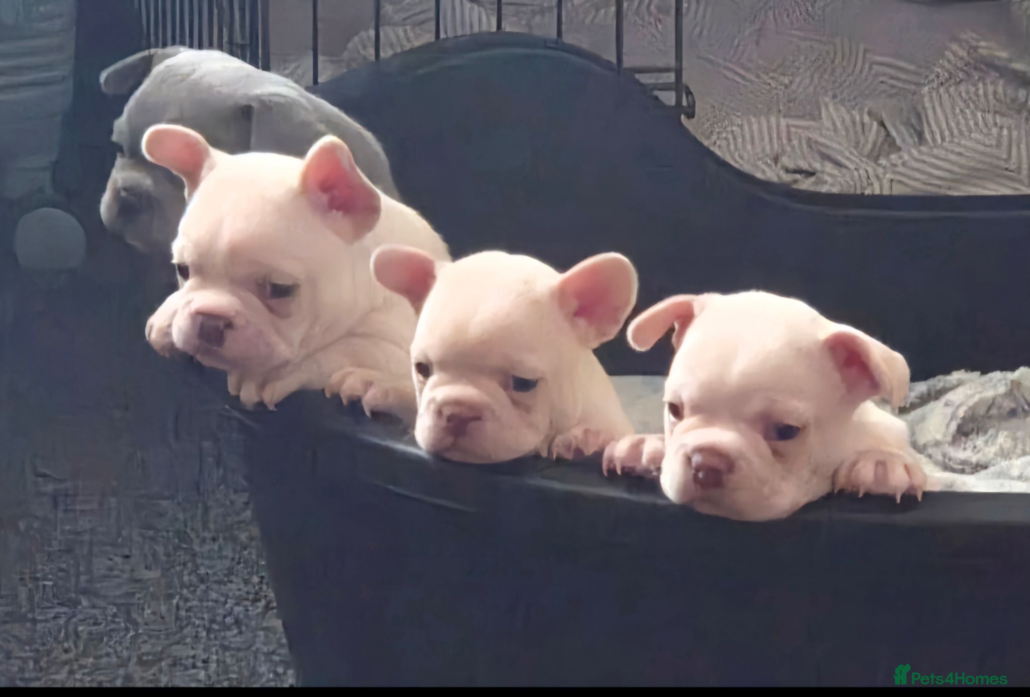 French Bulldog dogs French Bulldog Puppies - Advert 8