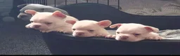 French Bulldog dogs for sale: French Bulldog Puppies in Swadlincote - Advert 1