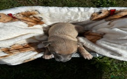 Whippet dogs for sale: READY NEXT WEEK! GORGEOUS WHIPPET PUPPIES - Image 17