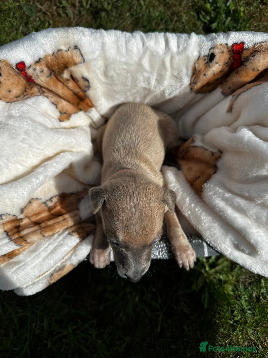 Whippet dogs for sale: READY NEXT WEEK! GORGEOUS WHIPPET PUPPIES - Image 17