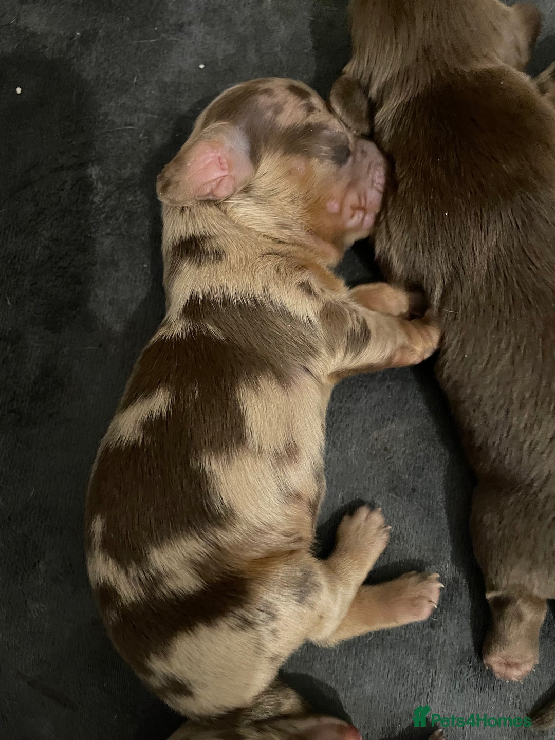 Miniature Dachshund dogs for sale: Miniature Dachshund Long Haired Puppies  - Advert 10