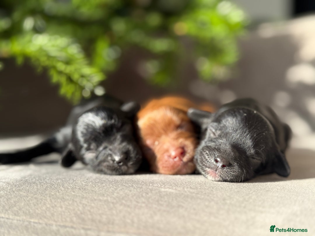 Cavapoo dogs for sale: 🧸teddy bear cavapoos 🧸 - Advert 8