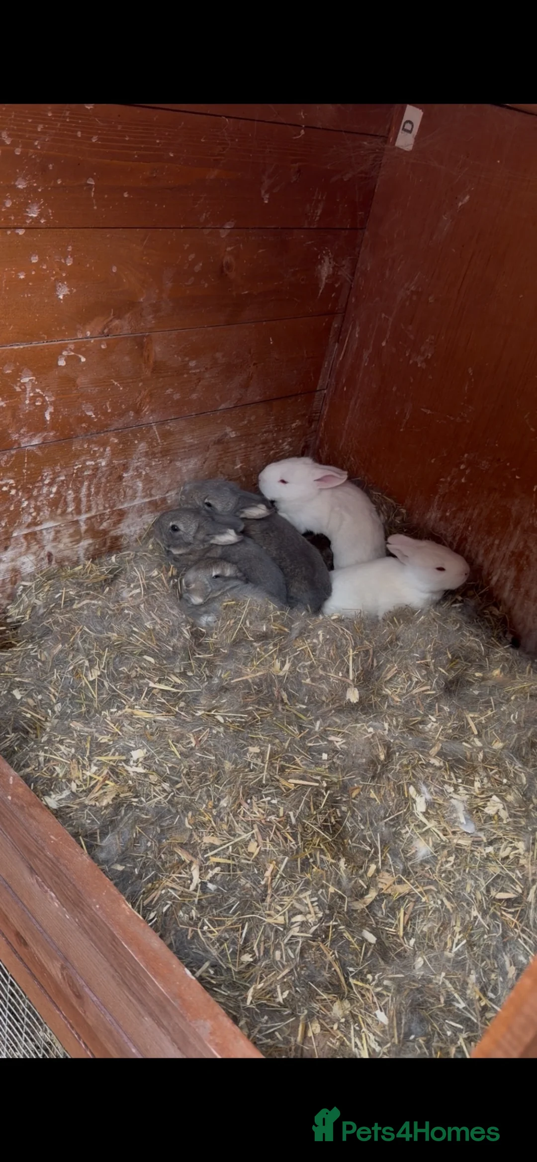 Flemish rabbits for sale: World largest rabbit  - Advert 7