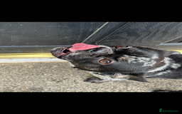 French Bulldog dogs for sale: Rare Blue merle French Bulldog  - Image 2