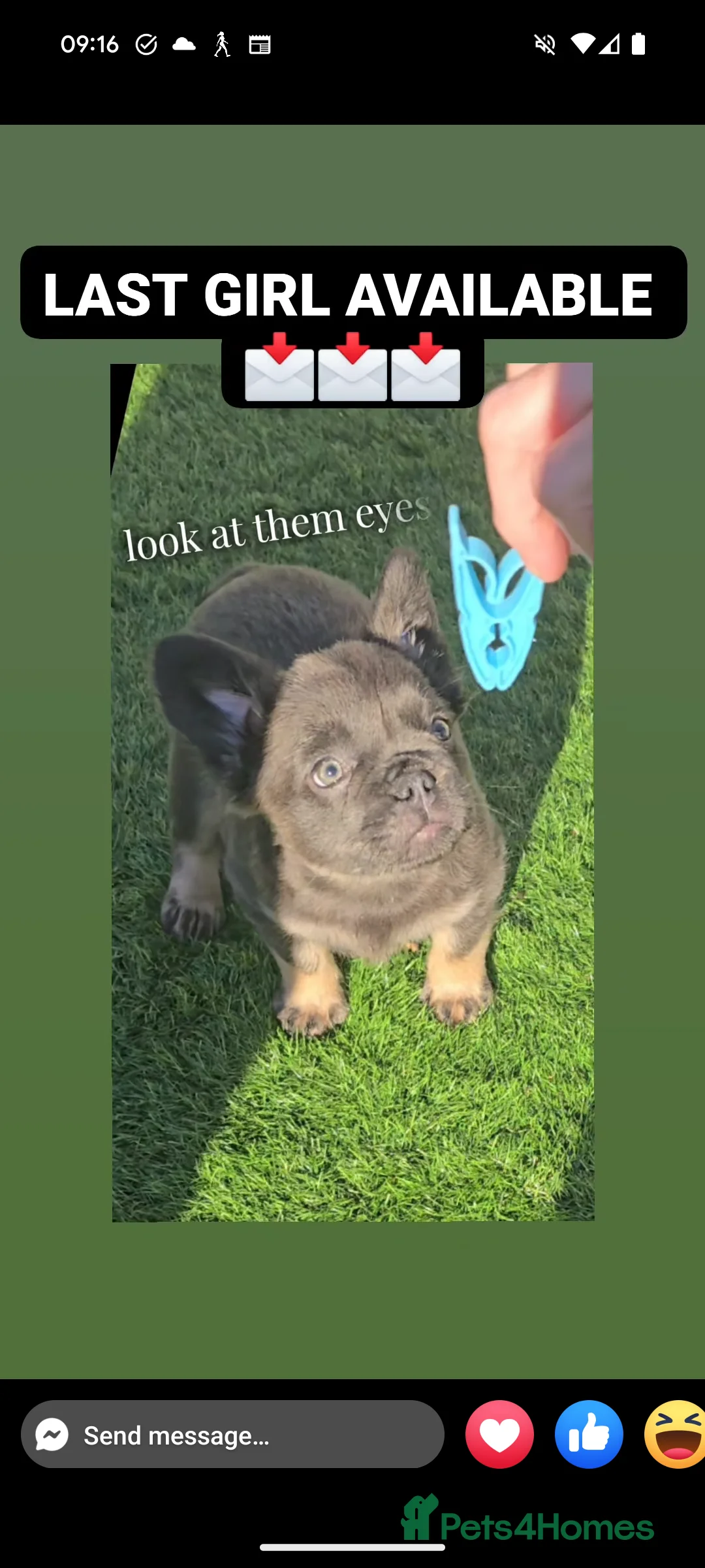 French Bulldog dogs for stud: New shade fluffy merle  in Sheffield - Advert 36