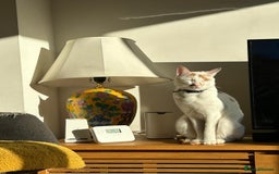 Mixed Breed cats for adoption: HUNK -INTELLIGENT- ALPHA BOY - IN PRIME CONDITION  - Image 6