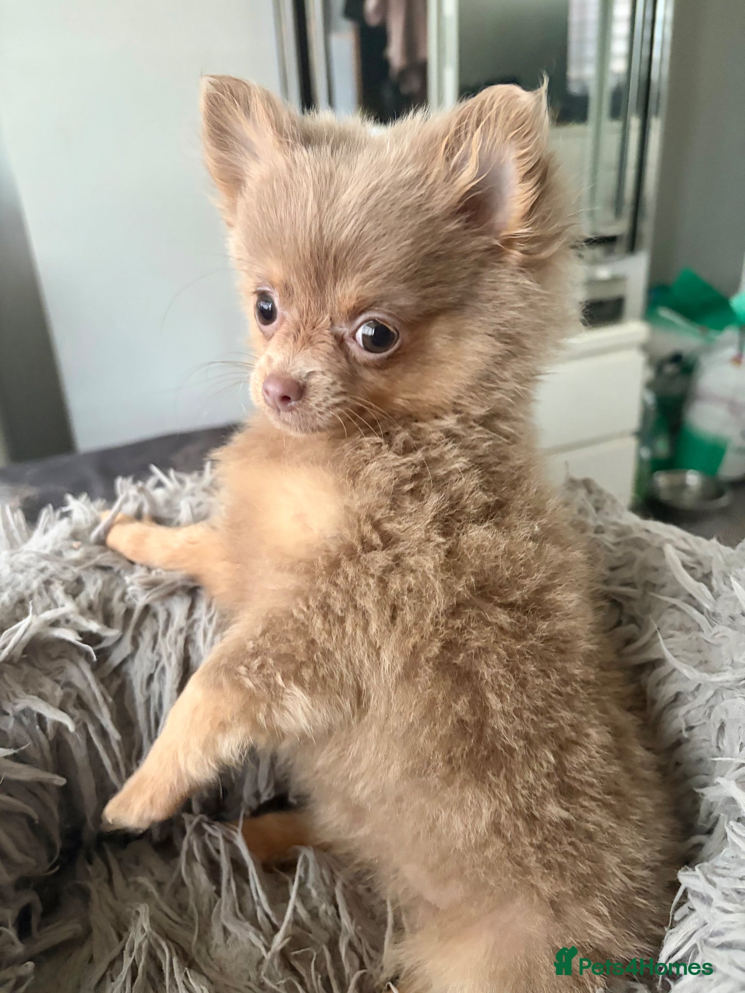 Pomeranian dogs Amazing lilac and tan micro  girl  - Advert 9
