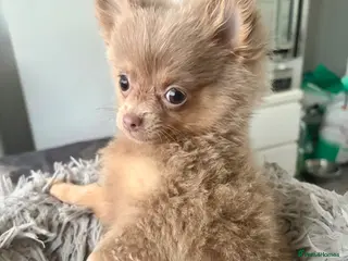 Pomeranian dogs Amazing lilac and tan micro girl - Advert 1