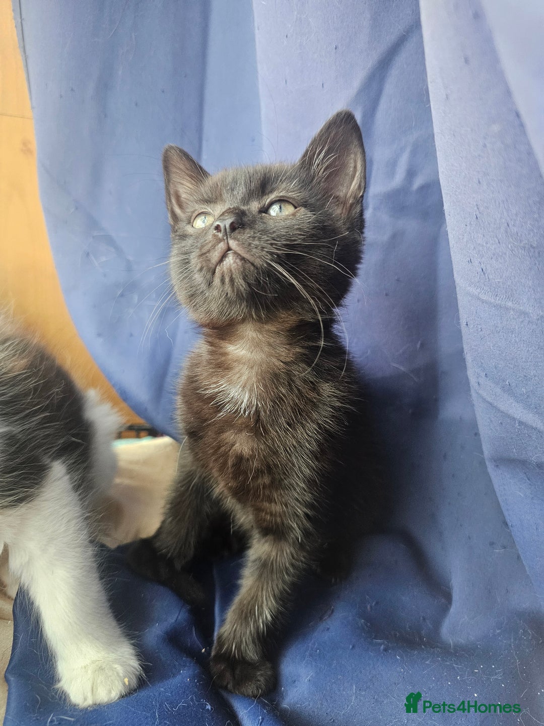 Mixed Breed cats for sale: Beautiful playful kittens  - Image 2
