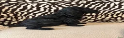 Mixed Breed dogs for sale: Double doodles  - Advert 11
