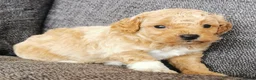Poochon dogs for sale: Superb F1b Poochon Puppies  - Advert 7