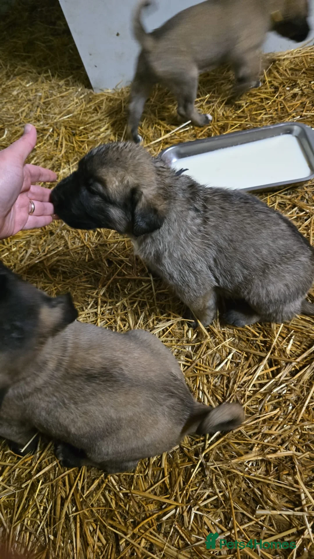 Anatolian Shepherd dogs for sale: Beautiful litter 5 girls left  - Advert 20