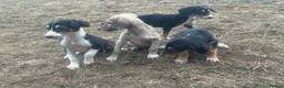 Saluki dogs for sale: Saluki puppy s  - Advert 8