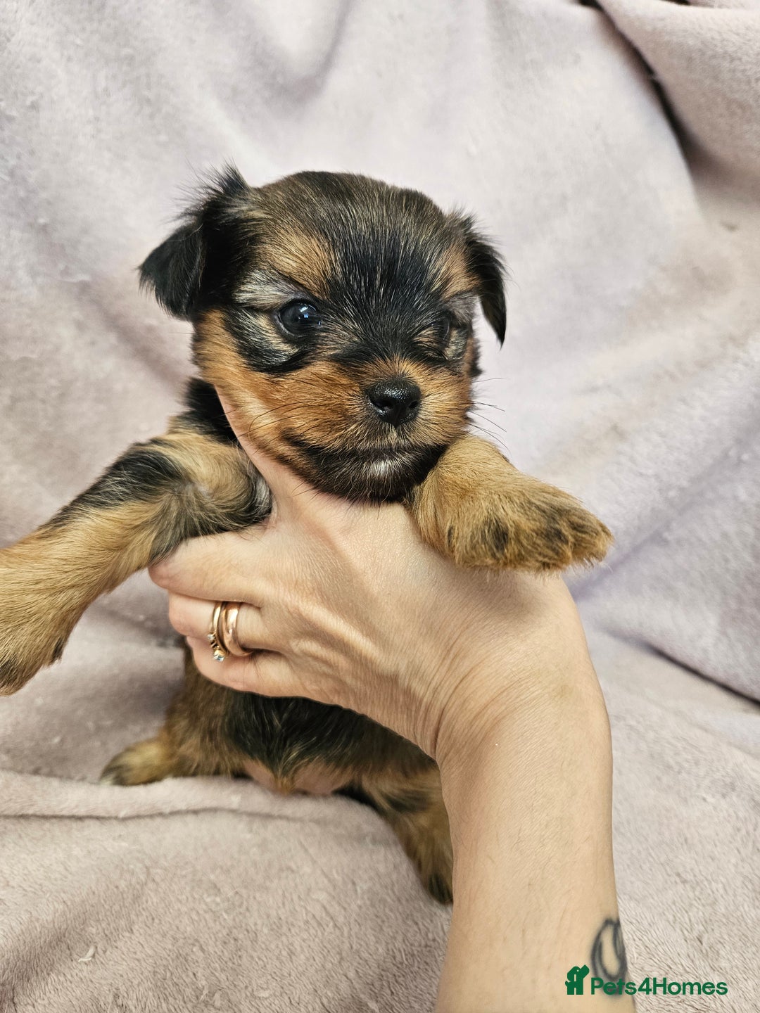 Yorkshire Terrier dogs for sale: ❤️ DNA Tested parents ❤️ Yorkie puppies  - Advert 8