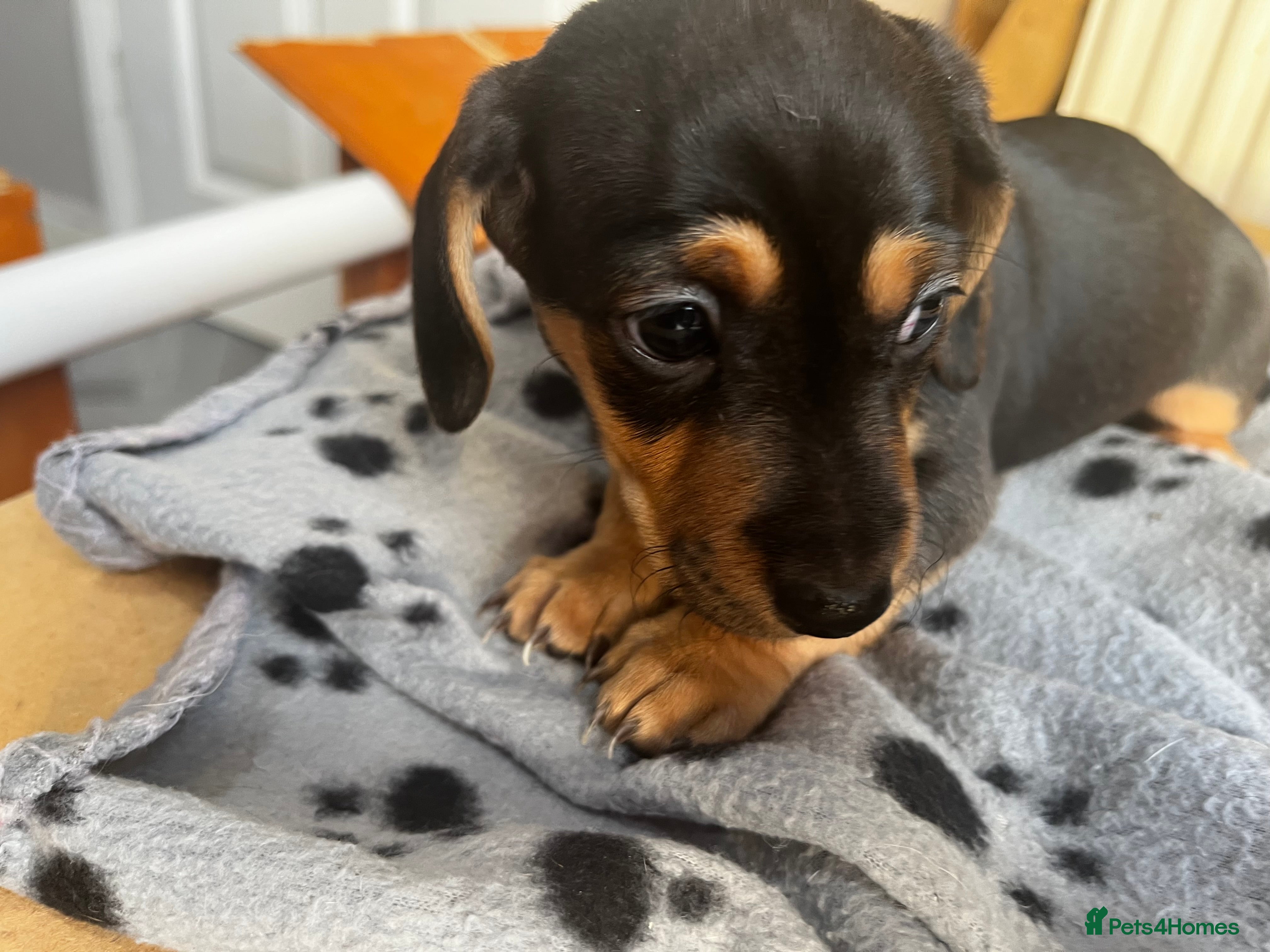 Jackshund dogs Jackshound - Advert 2