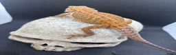 Bearded Dragon reptiles for sale: Spectacular baby dragons ready now  - Advert 11