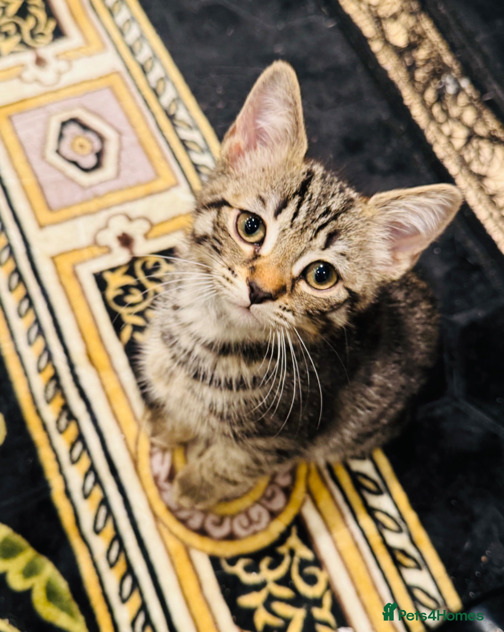 Mixed Breed cats A Beautiful Kitten Looking for Loving Homes - Advert 1