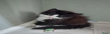Black & White Female Kitten