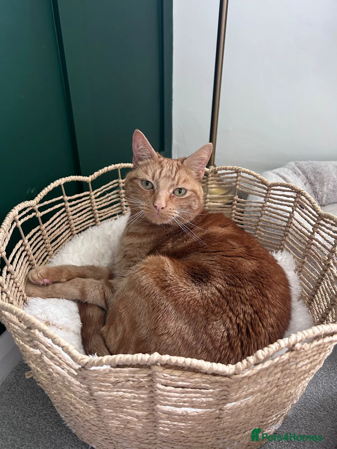 Domestic Shorthair cats for sale: Rio - Gentle 5 year old male  in Dudley - Advert 10