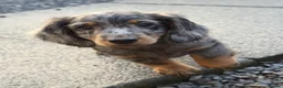 Dachshund dogs for stud: Standard Silver Dapple Long Haired Dachshund Stud in Bishop Auckland - Advert 24