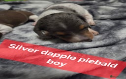 Miniature Dachshund dogs for sale: Miniature dachshund puppies KC Reg - Image 17