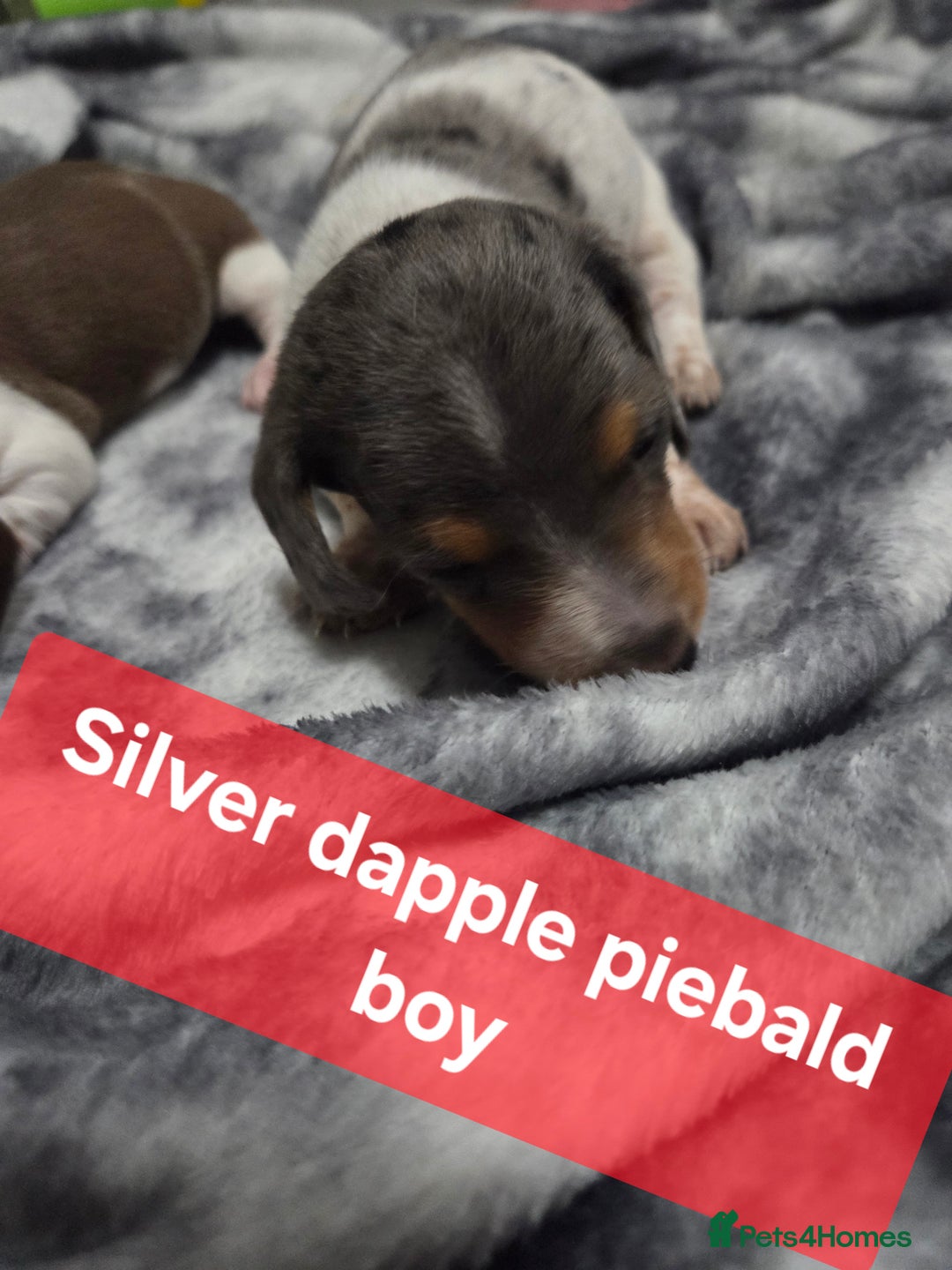 Miniature Dachshund dogs for sale: Miniature dachshund puppies KC Reg - Image 17