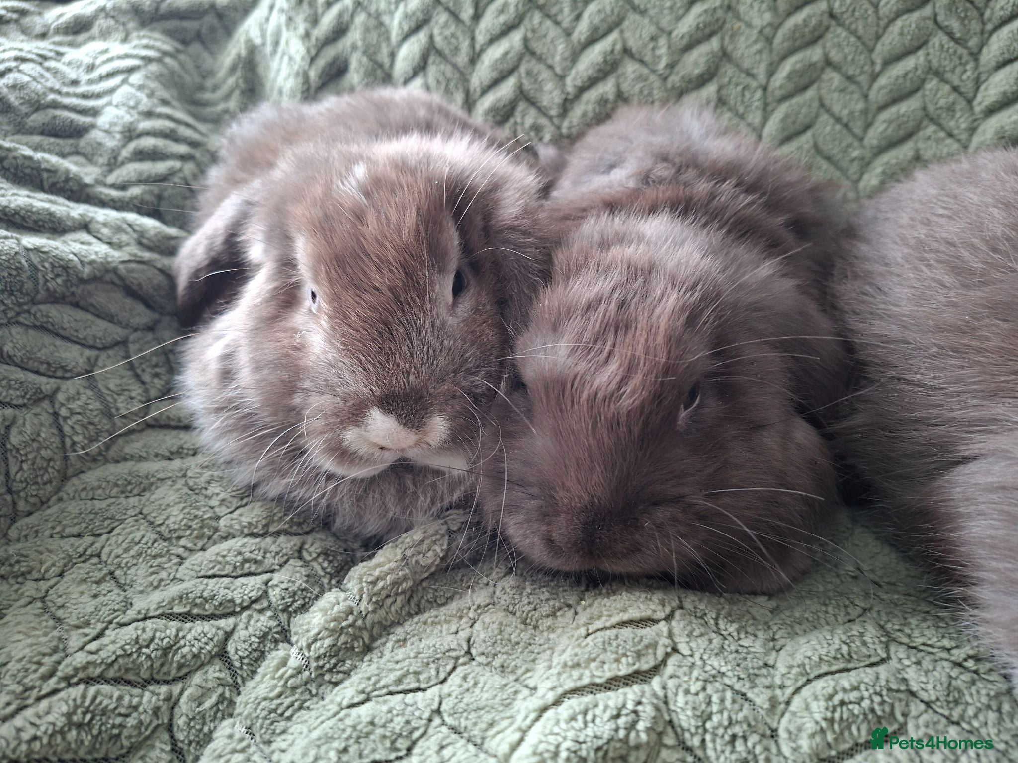 French Lop rabbits Pure bred french lop babies - Advert 2