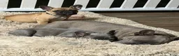 French Bulldog dogs for sale: French Bulldog Puppies for sale - blue left - Advert 3