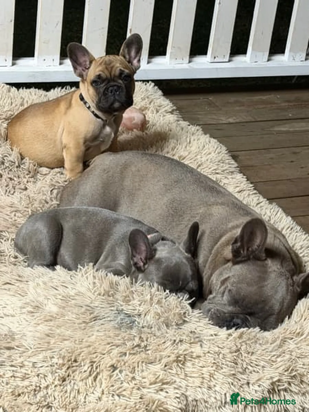 French Bulldog dogs for sale: French Bulldog Puppies for sale - blue left - Advert 3