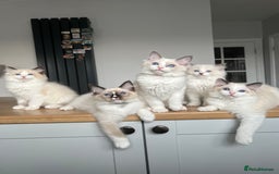 Ragdoll cats for sale: Registered Ragdoll kitttens for sale 2 boys left  - Image 37
