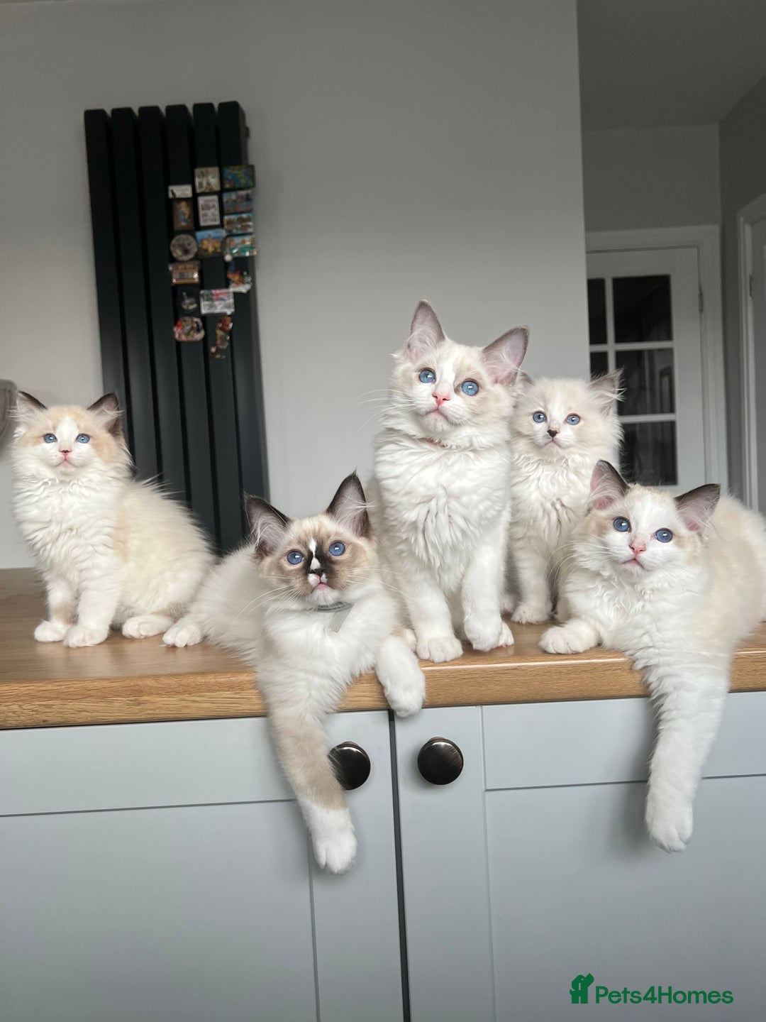 Ragdoll cats for sale: Registered Ragdoll kitttens for sale 2 boys left  - Image 37