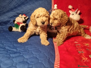 Miniature Poodle dogs KC registered Miniature Poodles - Advert 5