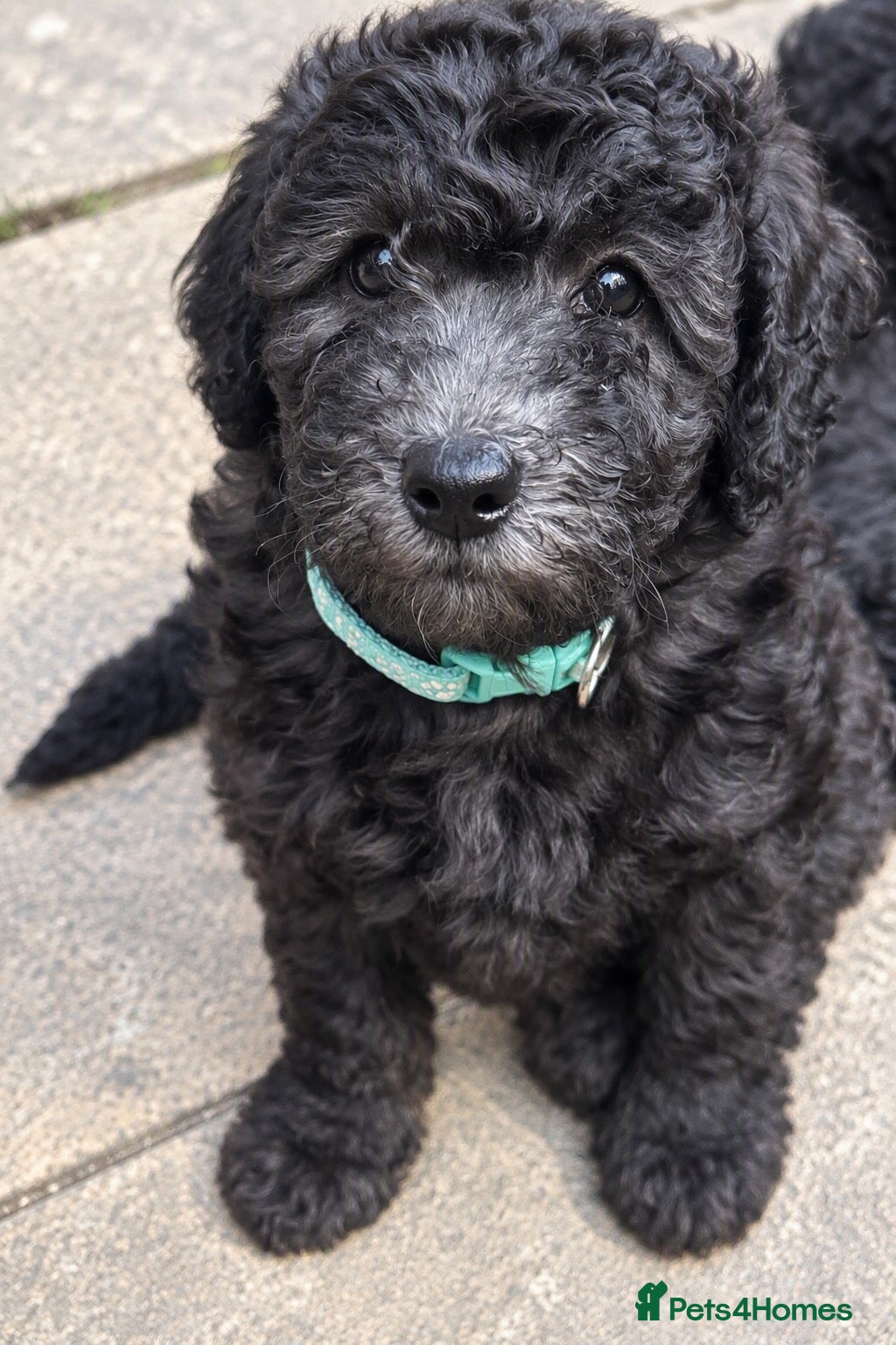 Miniature Poodle dogs Silver Miniature Poodle Puppies  - Advert 1