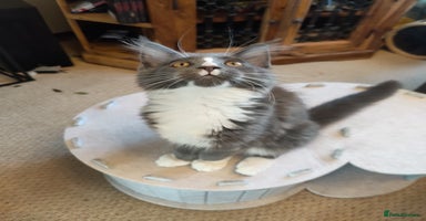 Maine Coon cats - Advert 15
