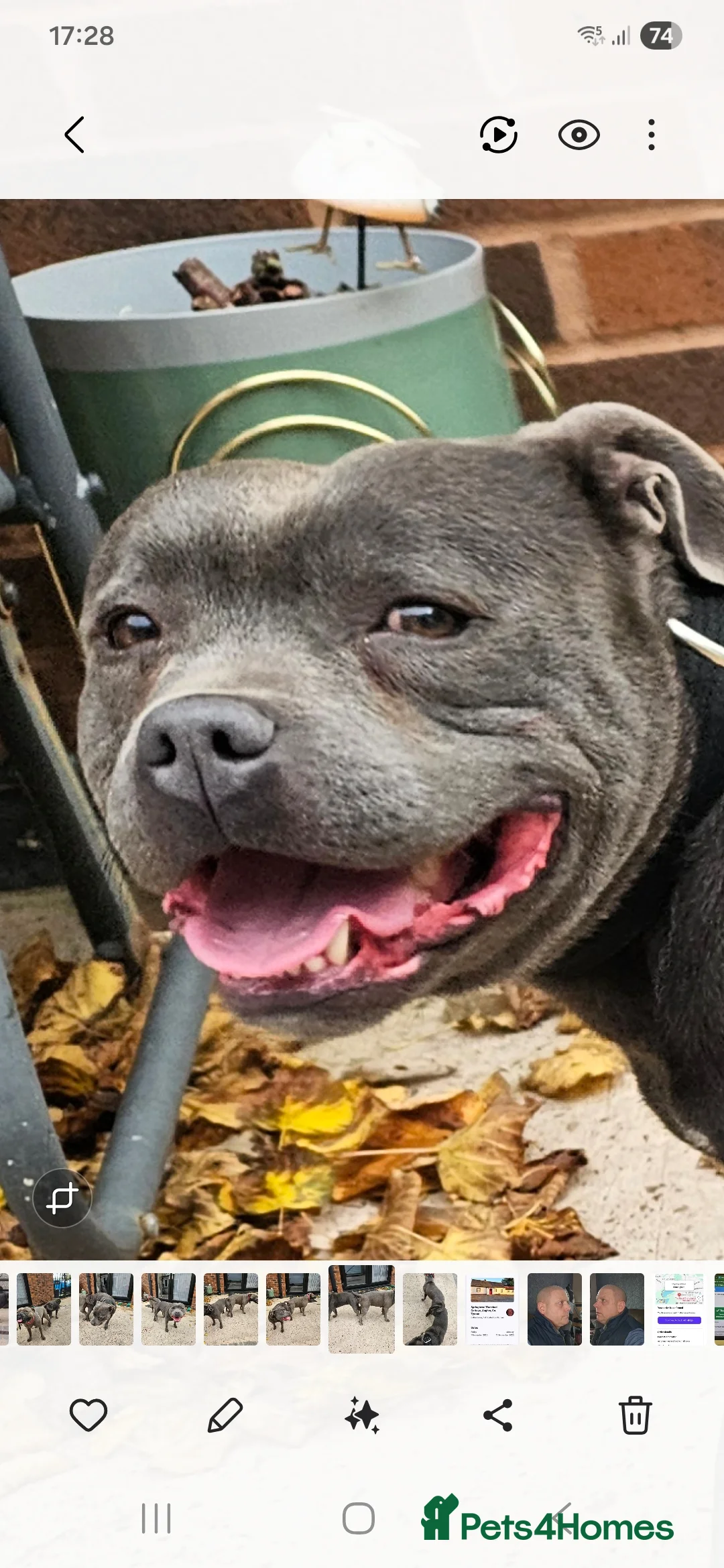 Staffordshire Bull Terrier dogs for sale: Blue staffordshire bull terrier pups - Advert 3