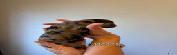 Miniature Dachshund dogs for sale:  🐾 Stunning longhaired mini dachshunds 🐾 - Advert 12