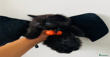 British Shorthair cats - Advert 5
