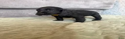Cocker Spaniel dogs for sale: Beautiful Cocker spaniel pups  - Advert 24