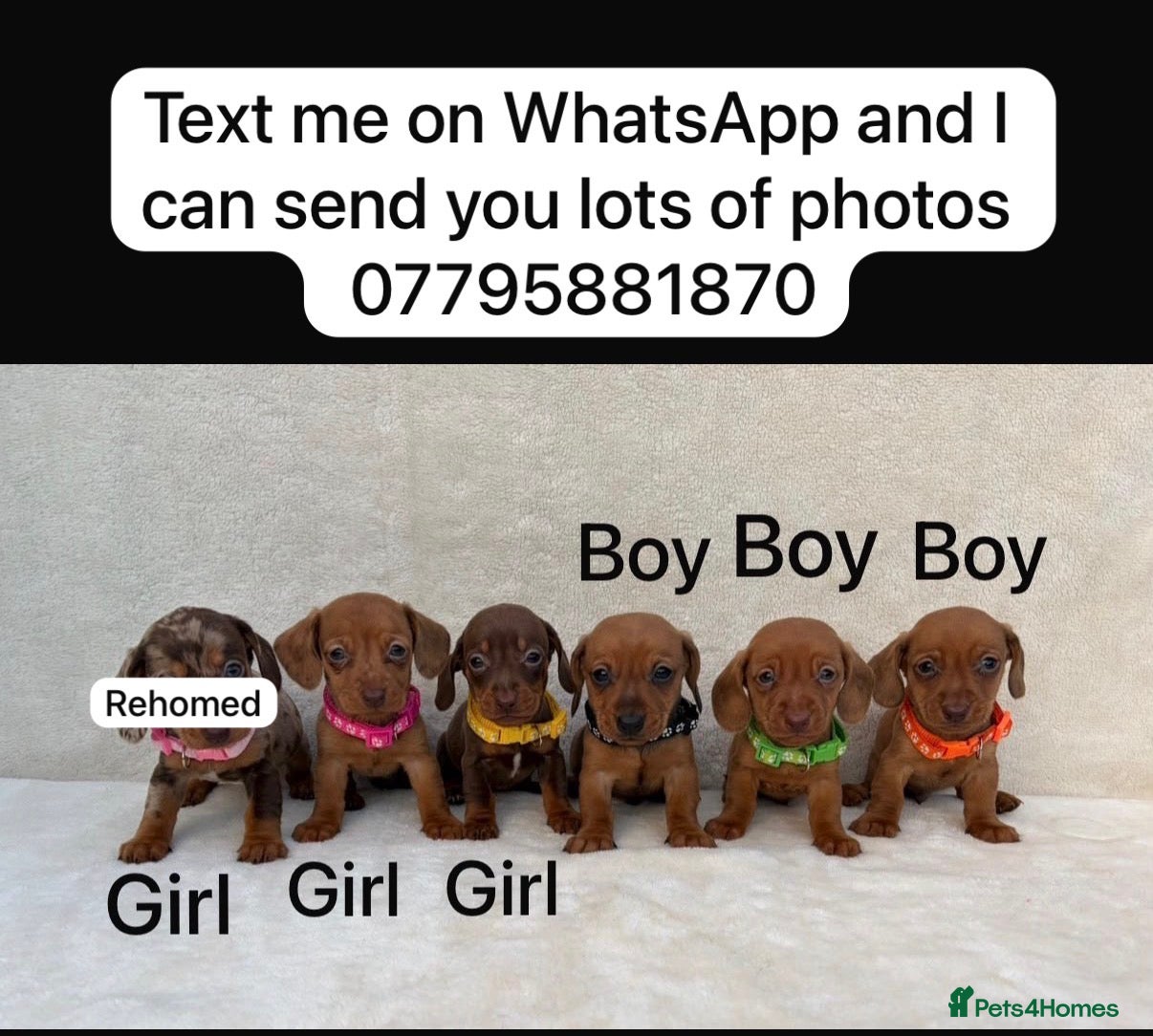 Miniature Dachshund dogs Dachshund puppies 3 boys 3 girls  - Advert 2