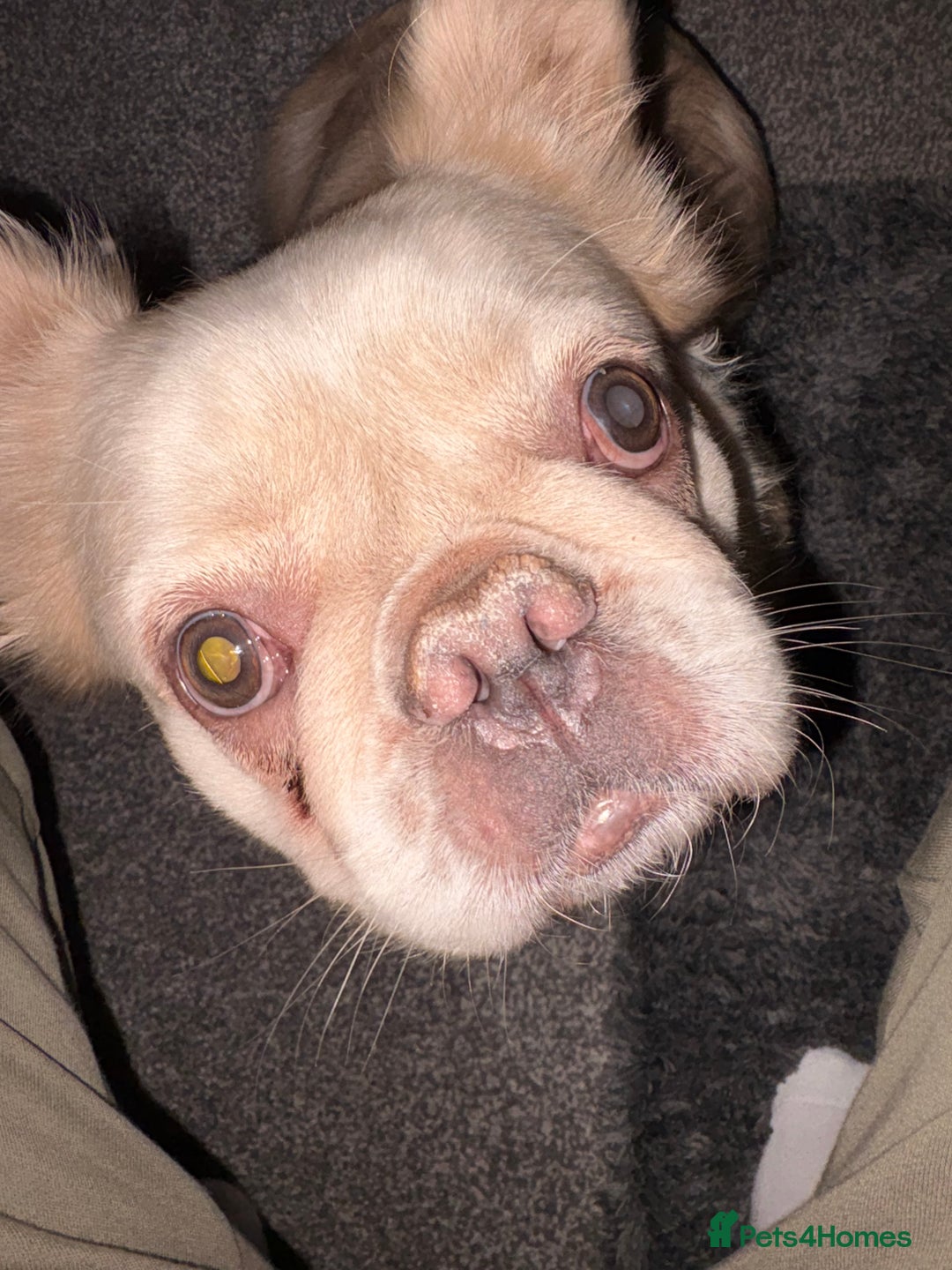 French Bulldog dogs for sale: Loveable Samba - Image 3