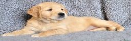 Golden Retriever dogs for sale: Fully health tested golden retriever puppys - Advert 5