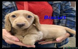 Miniature Dachshund dogs for sale: Beautiful Miniature Dachshunds. - Advert 5