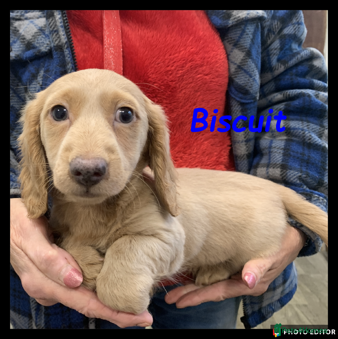 Miniature Dachshund dogs for sale: Beautiful Miniature Dachshunds. - Advert 5